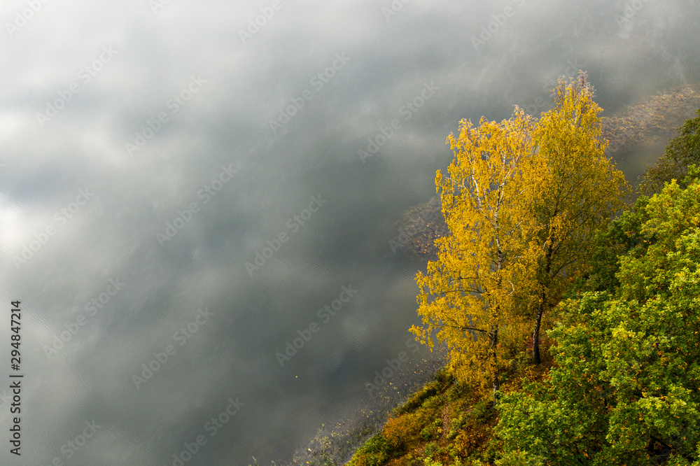 Aerial: Two yellow birches by the lake