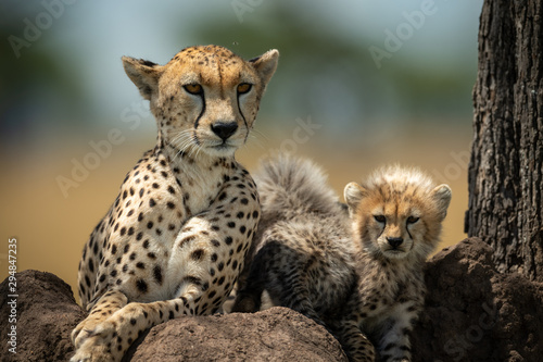 Close-up of cheetah and cub on mound