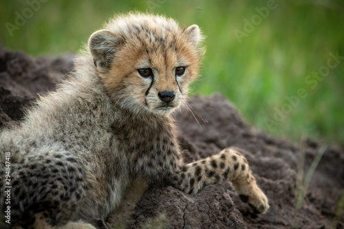 Close-up of cheetah cub lying on mound