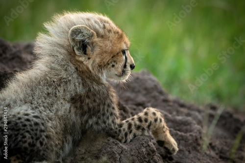 Close-up of cheetah cub on termite mound
