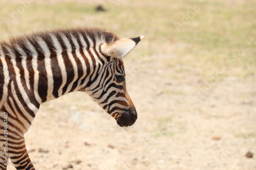 Zebra foal closeup. photo