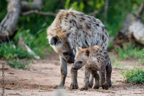 Hyena pup playing at the den with sunrise in Sabi Sands Game Reserve in South Africa