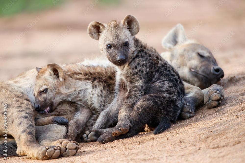 Hyena mothers with pup at the den with sunrise in Sabi Sands Game Reserve in South Africa Hyena mothers with pup at the den with sunrise in Sabi Sands Game Reserve in South Africa