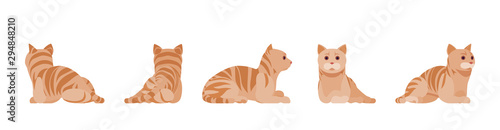 Ginger Tabby Cat lying and resting. Active healthy kitten with orange, red, and yellow-colored fur, cute funny pet. Vector flat style cartoon illustration isolated on white background, different views