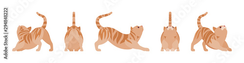 Ginger Tabby Cat stretching. Active healthy kitten with orange, red, and yellow-colored fur, cute funny pet. Vector flat style cartoon illustration isolated on white background, different views
