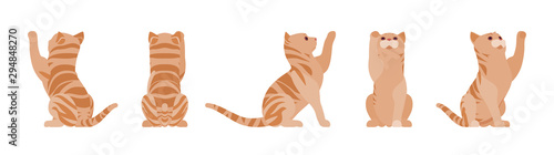 Ginger Tabby Cat playing. Active healthy kitten with orange, red, and yellow-colored fur, cute funny pet. Vector flat style cartoon illustration isolated on white background, different views