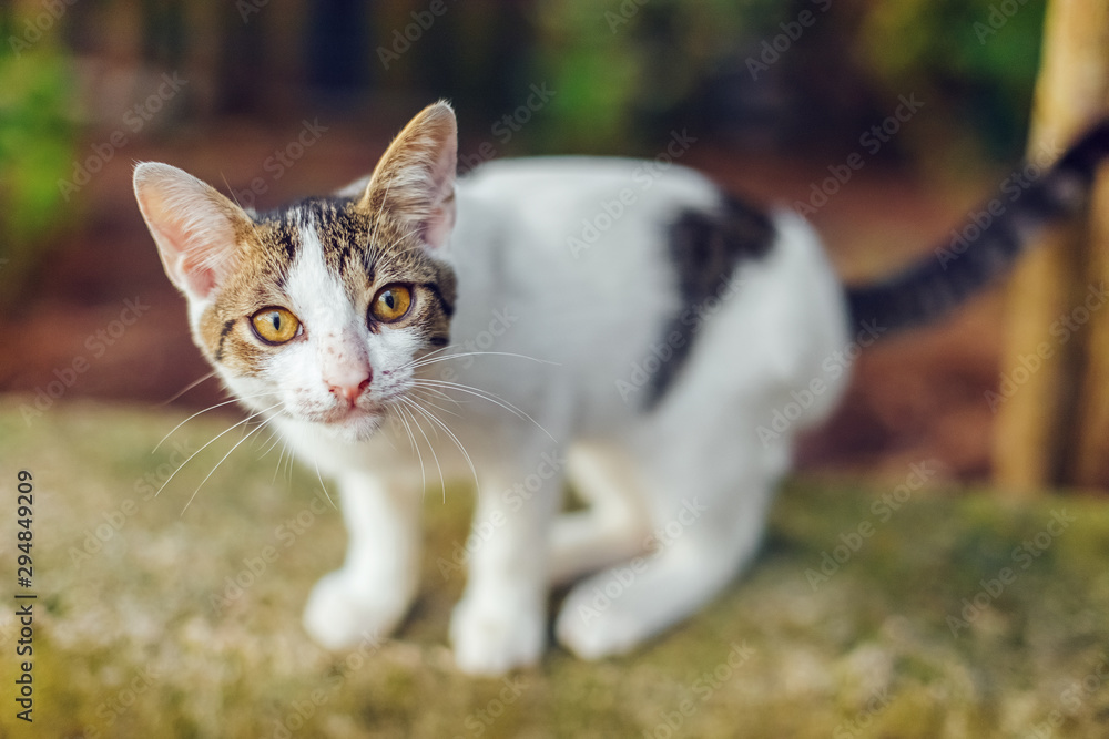 Street white cat staring into the camera Street white cat staring into the camera