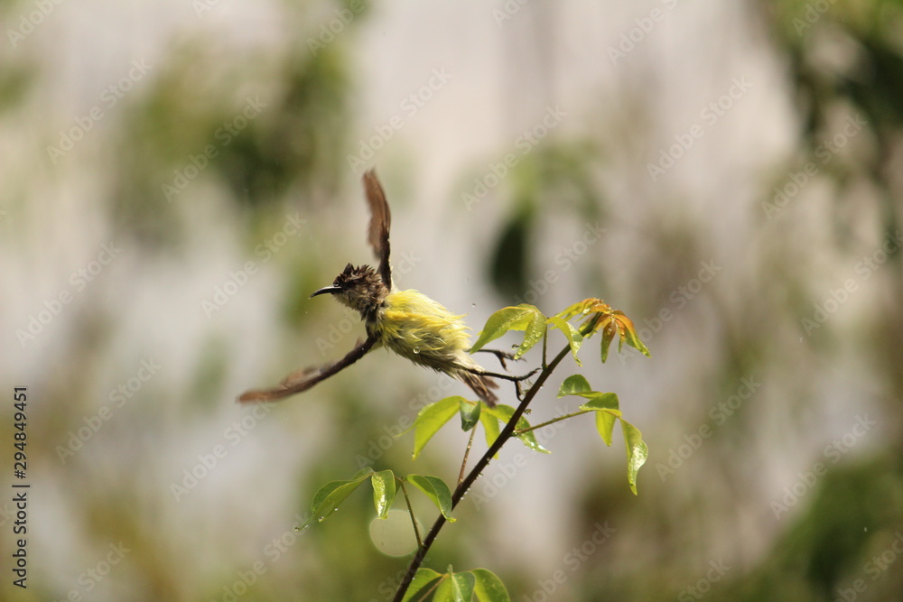 myna Bird sitting / flying in the raining day myna Bird sitting / flying in the raining day