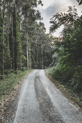The road through the eucalyptus forest. Cedeira, Galicia. Spain.
