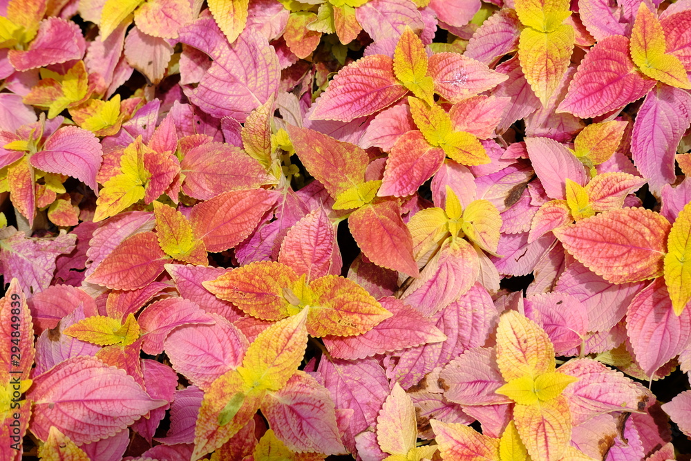 colorful autumn leaves background colorful autumn leaves background