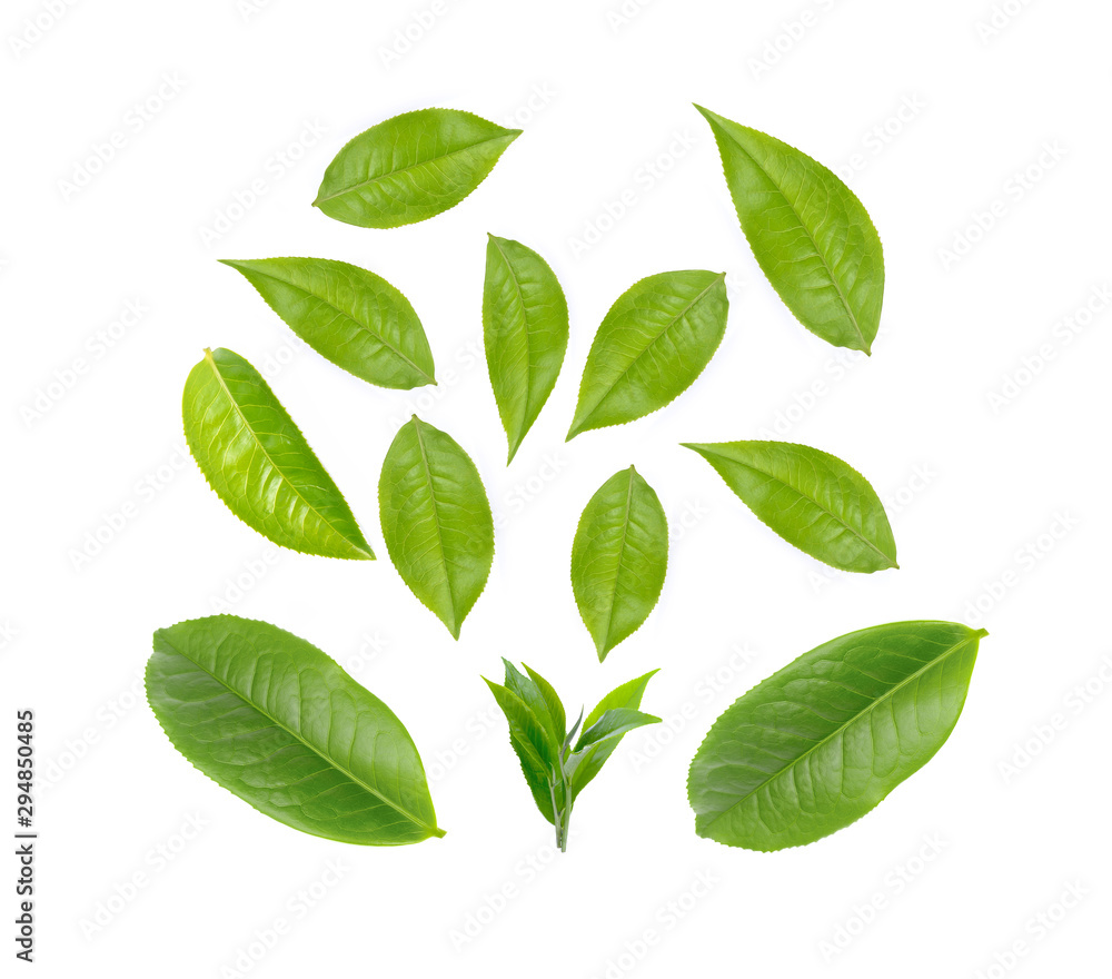 Fototapeta premium Green tea leaf collection isolated on white background