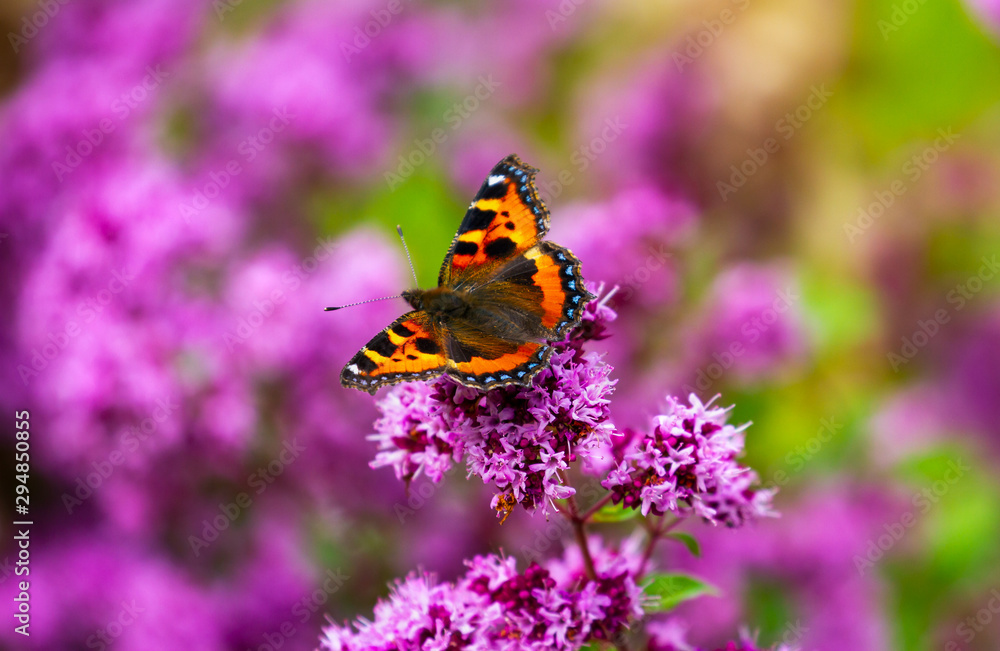 Obraz premium Small Tortoiseshell butterfly, Aglais urticae, on pink wild marjoram flowers, oregano, Origanum vulgare. Orange and blue butterfly in summer garden in Ireland