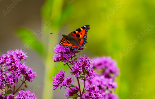 Small Tortoiseshell butterfly, Aglais urticae, on pink wild marjoram flowers, oregano, Origanum vulgare. Collecting nectar in summer garden in Ireland with blurred background