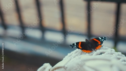 Red Admiral Butterfly close-up photo