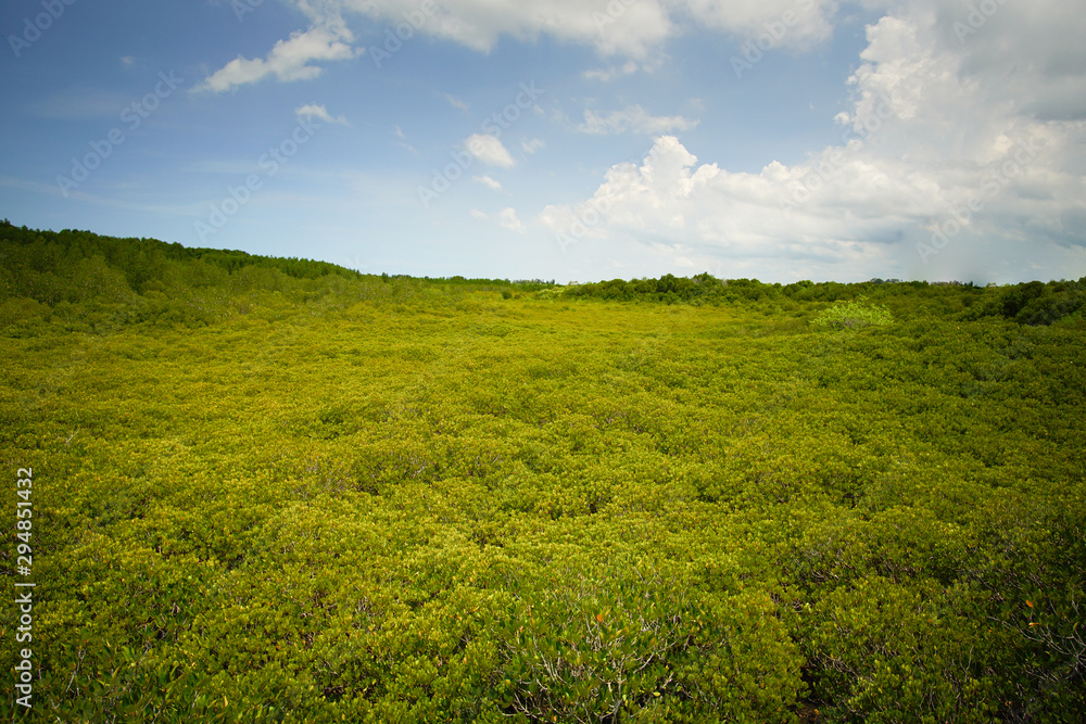 Fototapeta premium Tropical mangrove forest at coast.