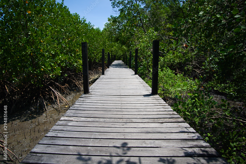 Tropical mangrove forest at coast.