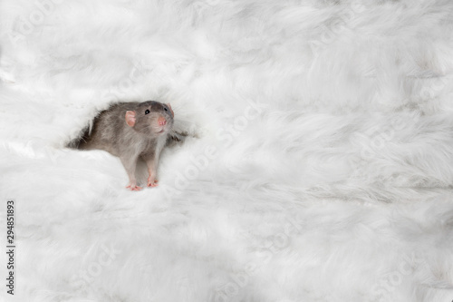 New 2020 year. Decorative rat Dumbo crawls out of white fur. Year of the rat. Charming pet.