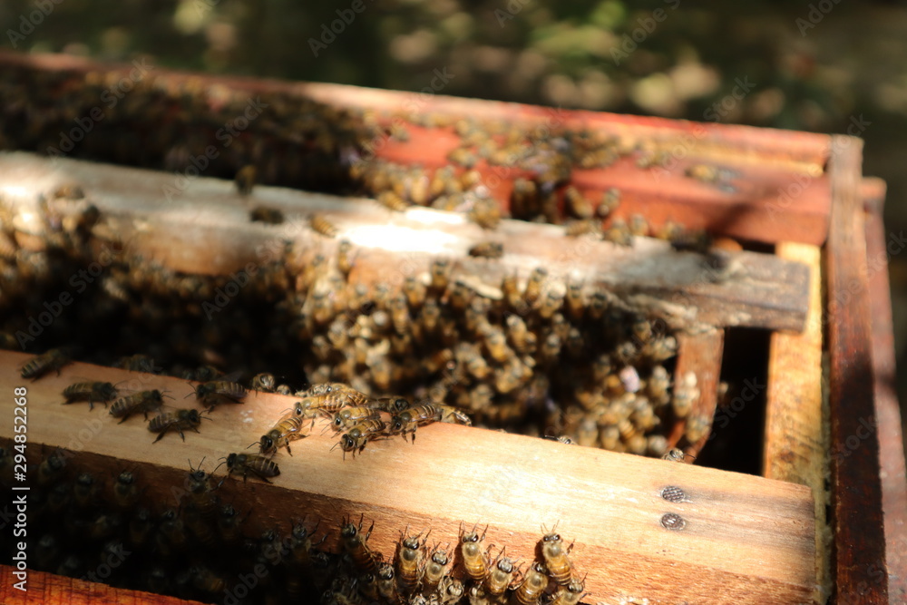 Bee hive with bees flying around in Vietnam Mekong river. Image I took during Mekong Delta tour from hochiminh city. Bee hive with bees flying around in Vietnam Mekong river. Image I took during Mekong Delta tour from hochiminh city.
