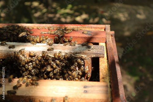 Bee hive with bees flying around in Vietnam Mekong river.
