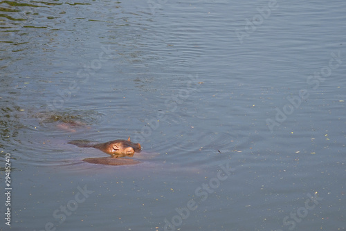 A few hippos swim in shrinking 