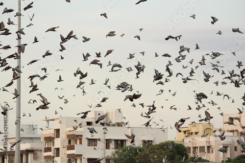 Doves are flying in the beach. Elliot's beach / Besant Nagar Beach Chennai.