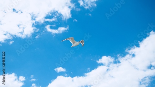 Bird in the sky