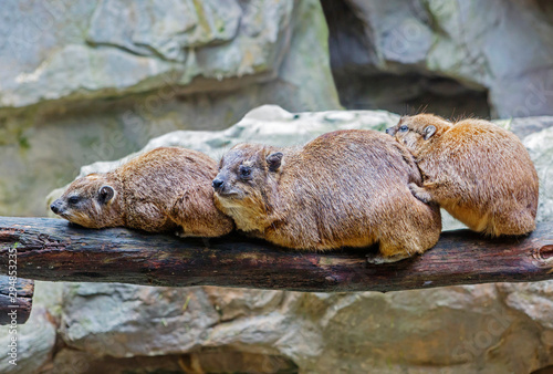 Daman or Rock Hyrax.  Damans are diurnal animals, they spend their time climbing rocks and gorges or jumping from branch to branch in search of fresh juicy leaves.