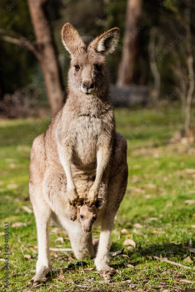 A kangaroo and her joey