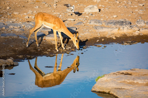 A female black faced impala drinking at a waterhole  Etosha  Namibia  Africa