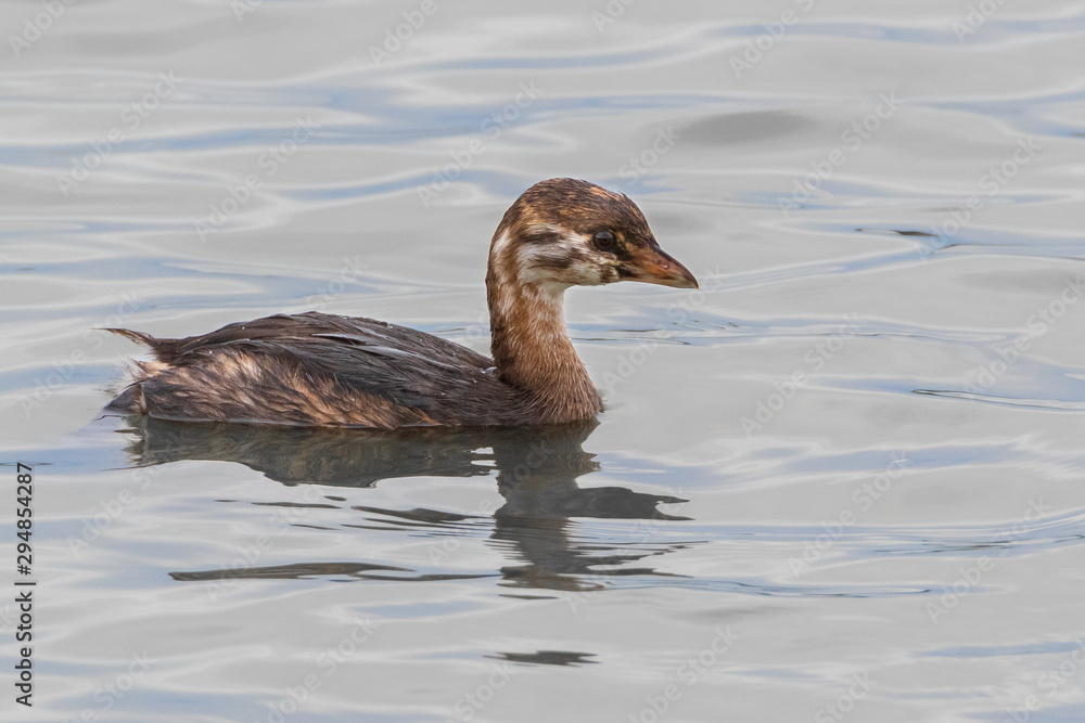 Close up of immature Pied-billed Grebe bird on water Close up of immature Pied-billed Grebe bird on water