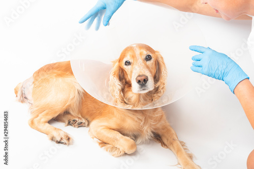 surgery to remove hernias in dogs, spaniels after surgery photo