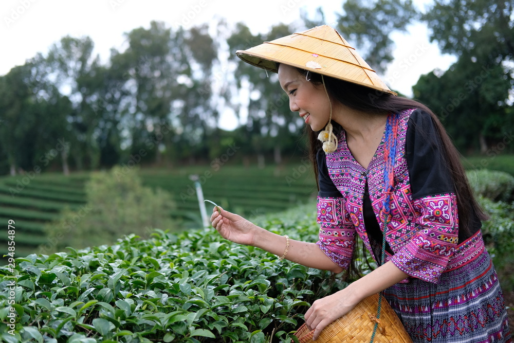 woman picking tea leaves in tea plantation