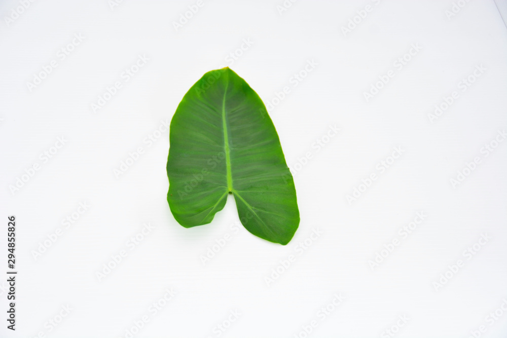 Obraz premium green leaf isolated on white background