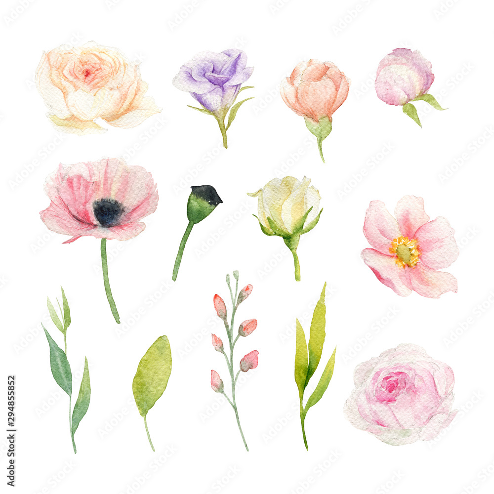 Hand drawn watercolor set of flowers: pink poppy, rose, peony, poppy box, ranunculus, anemone, lisianthus. Flower elements isolated on white. Hand drawn watercolor set of flowers: pink poppy, rose, peony, poppy box, ranunculus, anemone, lisianthus. Flower elements isolated on white.