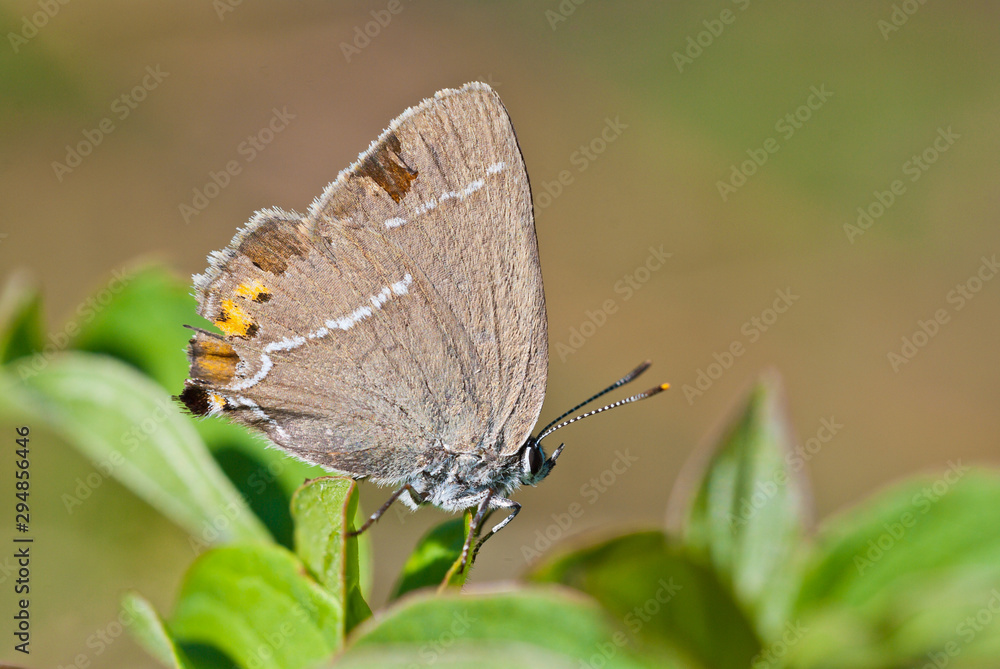 Blue spot hairstreak (Satyrium spini) butterfly sits on green leaves. Blue spot hairstreak (Satyrium spini) butterfly sits on green leaves.