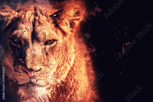 Принти на полотні predator lioness on black background