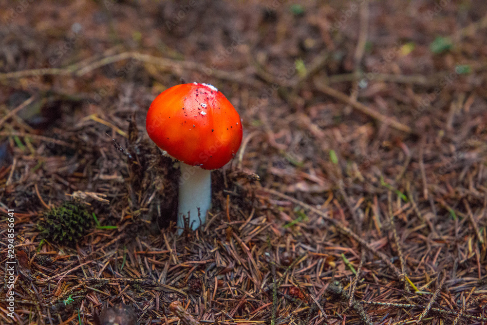 Amanita muscaria (Fly agaric mushroom) in forest of Adrspach Teplice Rocks (nature reserve in Broumov Highlands region of Czech Republic) Amanita muscaria (Fly agaric mushroom) in forest of Adrspach Teplice Rocks (nature reserve in Broumov Highlands region of Czech Republic)