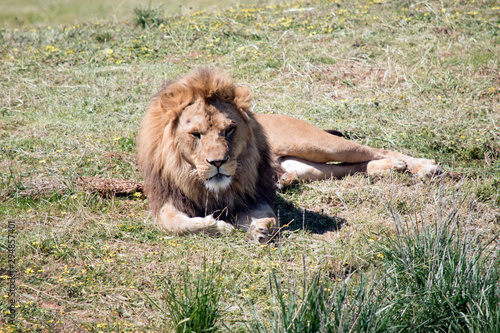 the lion is resting on the grass