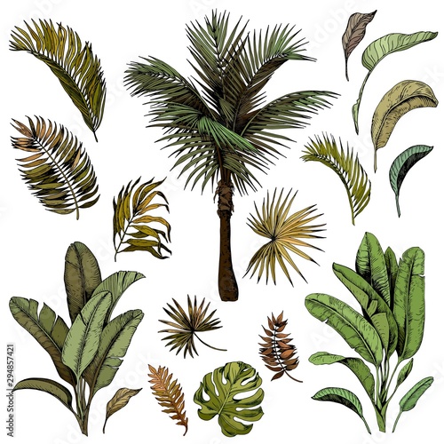 Tropical palm leaves collection. Hand drawn vector illustration.