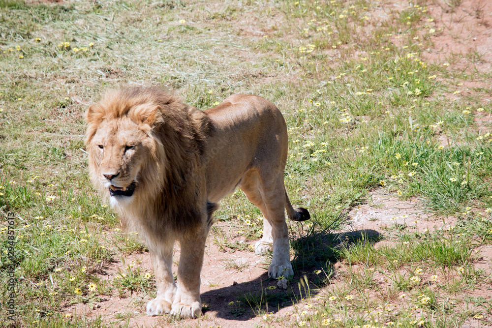 this is a three quarter view of a lion this is a three quarter view of a lion