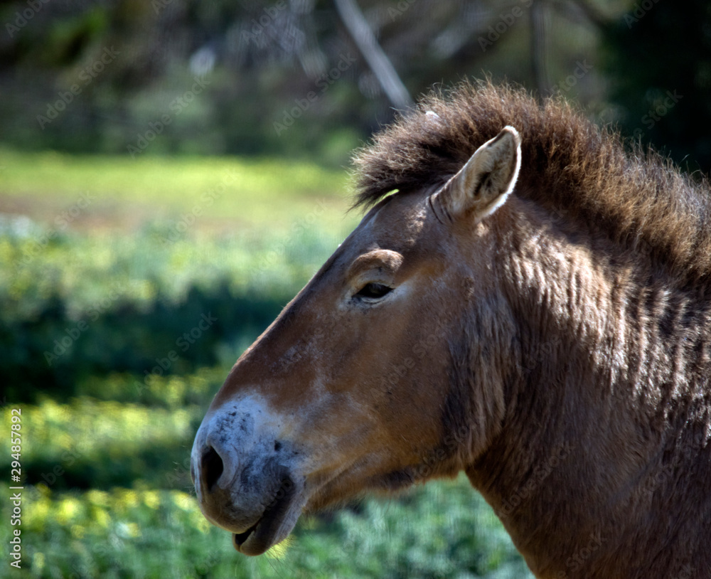 this is a side view of a mongolian wild horse this is a side view of a mongolian wild horse