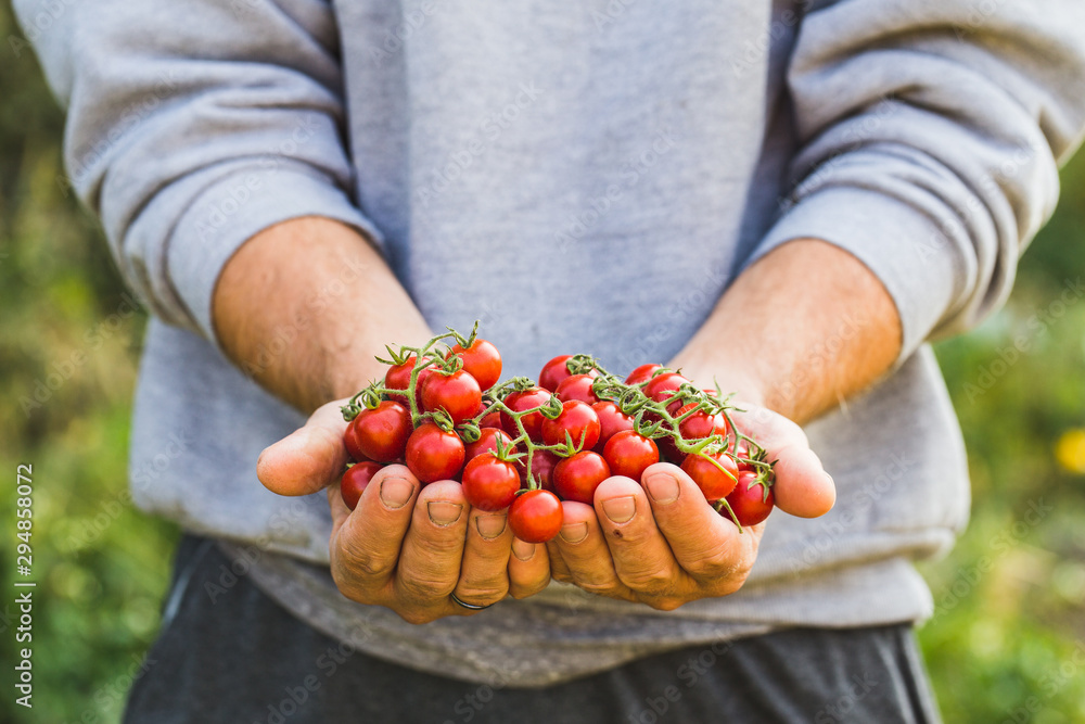 Farmers holding fresh tomatoes. Healthy organic foods - obrazy, fototapety, plakaty 