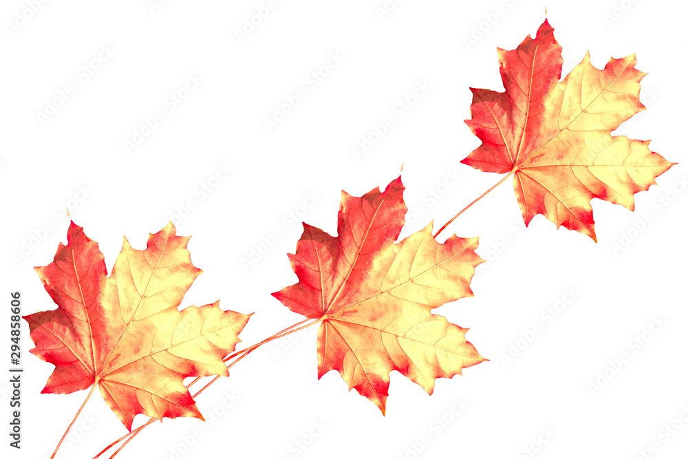 Fototapeta premium Bright colorful autumn leaves