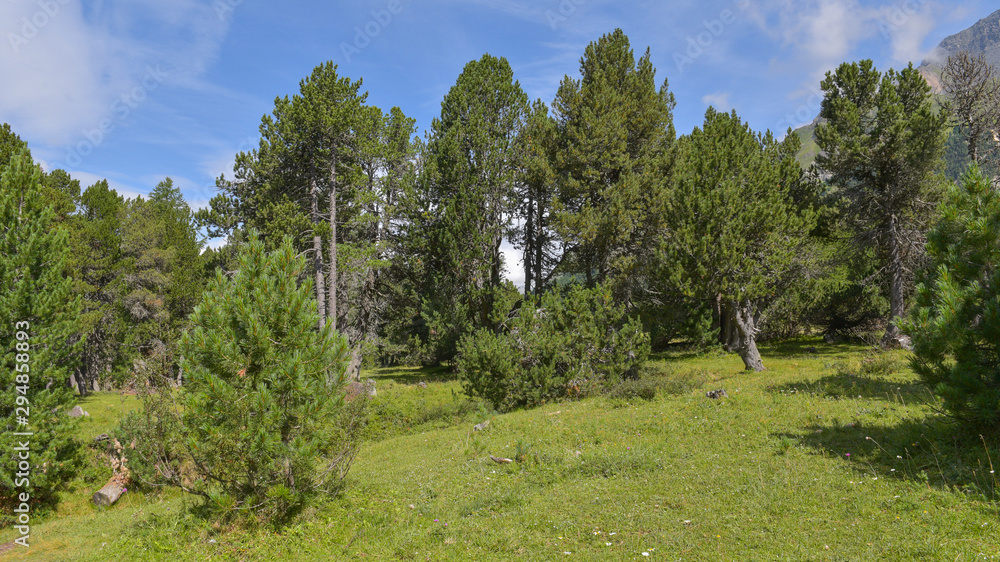 Panoramica in montagna con pino cembro 