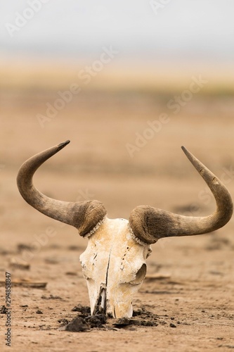A wildebeest skull at lake natron