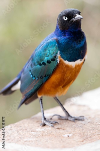 Profile of a curious superb starling