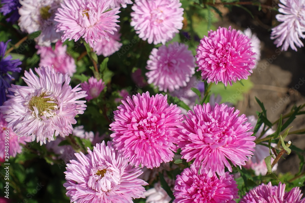 Flowers of China aster in various shades of pink Flowers of China aster in various shades of pink