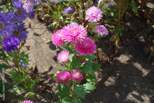 Flowering pink China aster in the garden in September