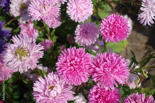 Flowers of China aster in various shades of pink