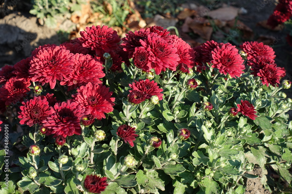 Foliage and red flowers of Chrysanthemum in November